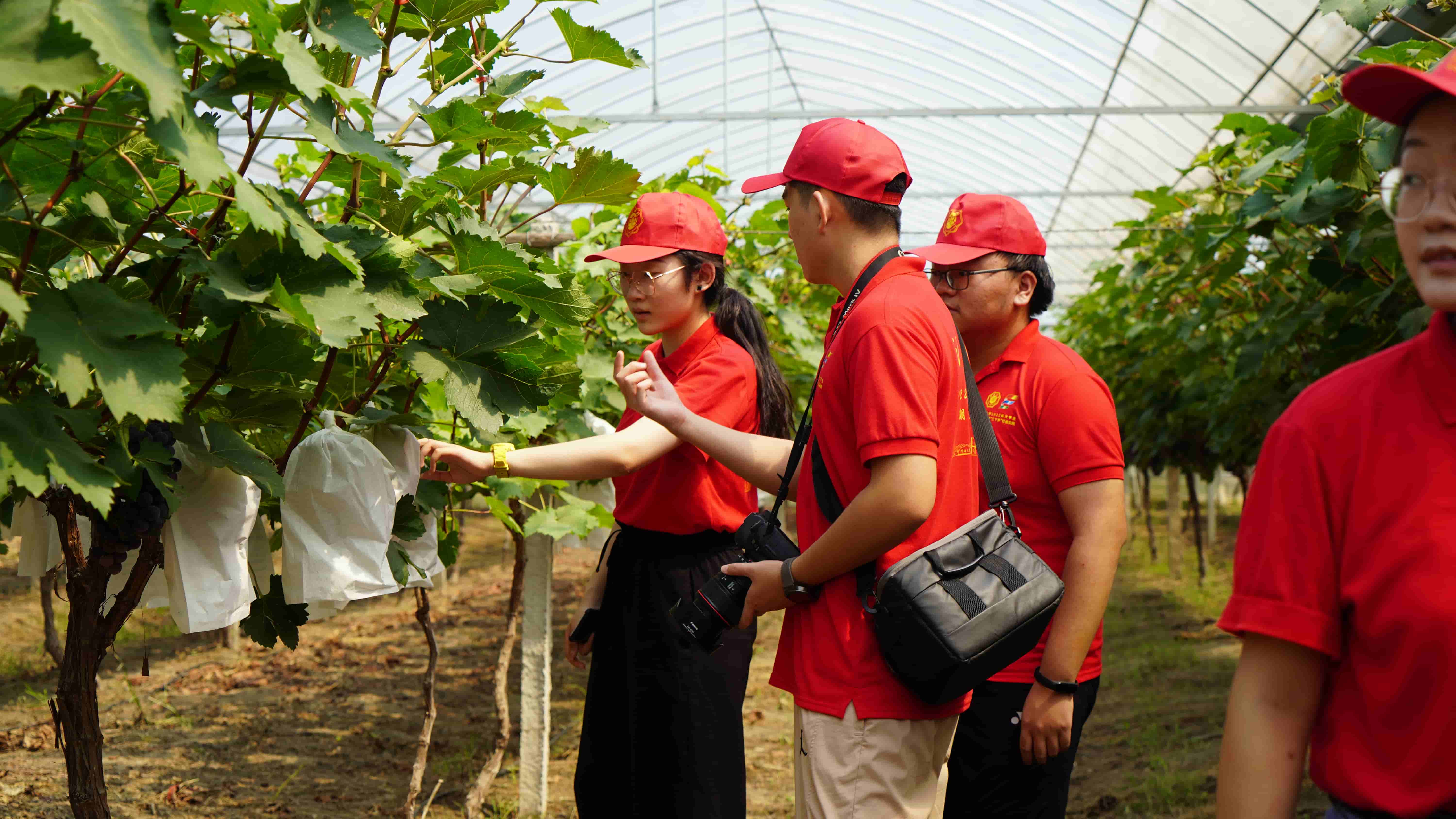 实践团成员在参观大棚内的果蔬2.JPG