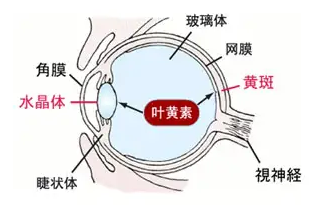 儿童奶粉排行榜10强佳贝艾特睛滢，营养护爱精彩未来